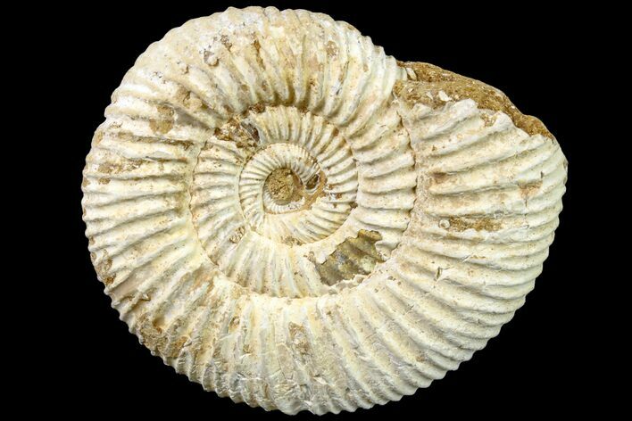 Jurassic Ammonite (Perisphinctes) Fossil - Madagascar #161746